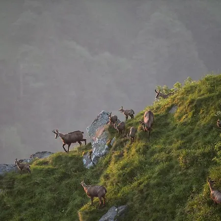 Apartamento Cosy Avec Sauna, Piscine Bio, Proche Et à - Fr-1-589-408 Gérardmer