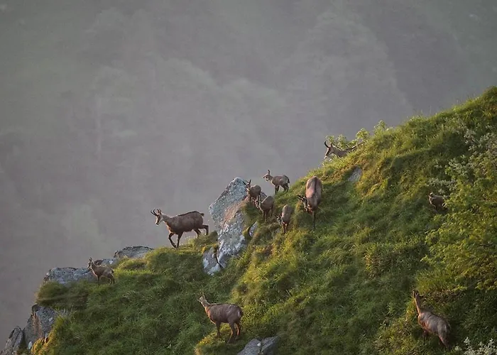 Apartmán Cosy Avec Sauna, Piscine Bio, Proche Et A - Fr-1-589-408 Gérardmer